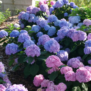 Hydrangea macrophylla Let's Dance Sky View® (PW)