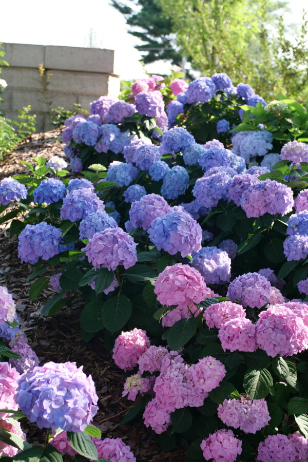 Hydrangea macrophylla Let's Dance Sky View® (PW)