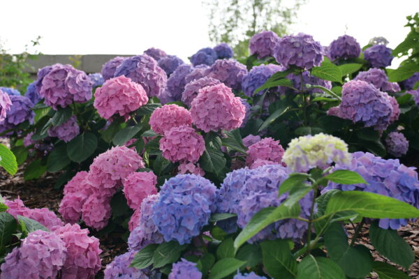 Hydrangea macrophylla Let's Dance Sky View® (PW) - Image 4