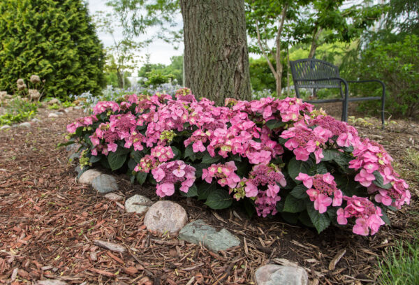 Hydrangea macrophylla Pop Star® (ES) - Image 3