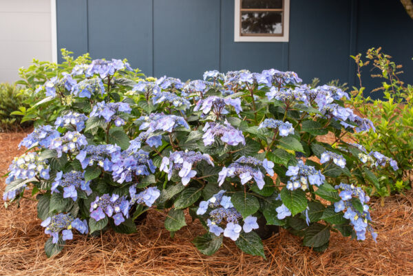 Hydrangea macrophylla Pop Star® (ES) - Image 2