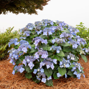 Hydrangea macrophylla Pop Star® (ES)