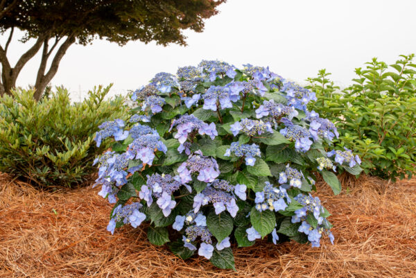 Hydrangea macrophylla Pop Star® (ES)