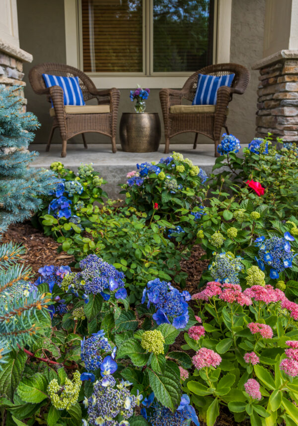 Hydrangea macrophylla Pop Star® (ES) - Image 4