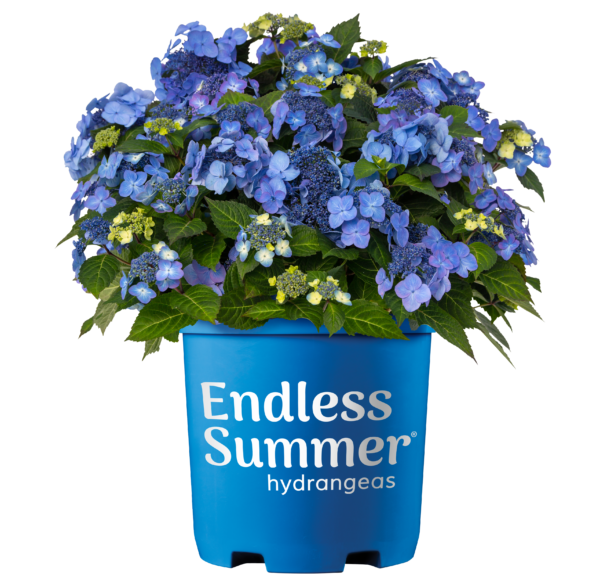 Hydrangea macrophylla Pop Star® (ES) - Image 5