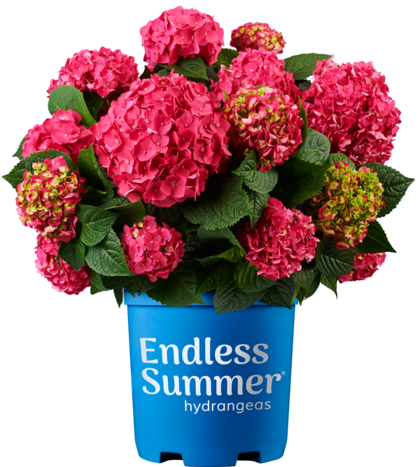 Hydrangea macrophylla Summer Crush® (ES) - Image 5