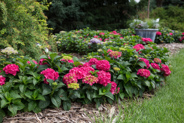 Hydrangea macrophylla Summer Crush® (ES) - Image 2