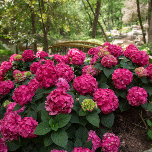 Hydrangea macrophylla Summer Crush® (ES)