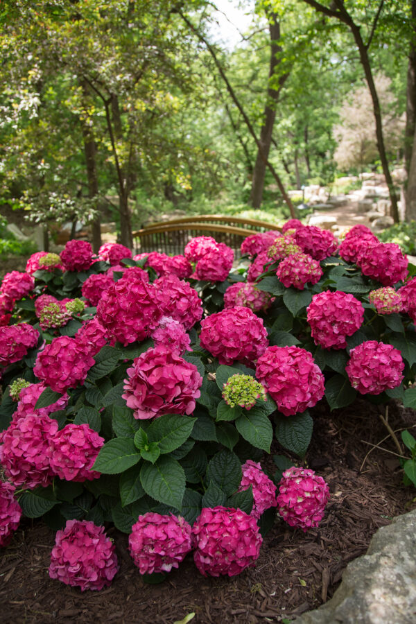 Hydrangea macrophylla Summer Crush® (ES)
