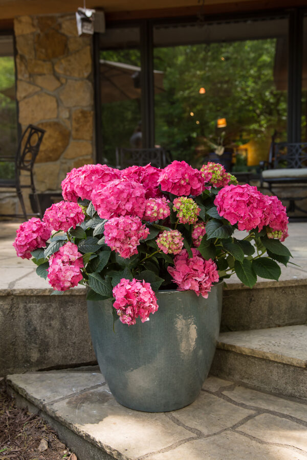 Hydrangea macrophylla Summer Crush® (ES) - Image 4