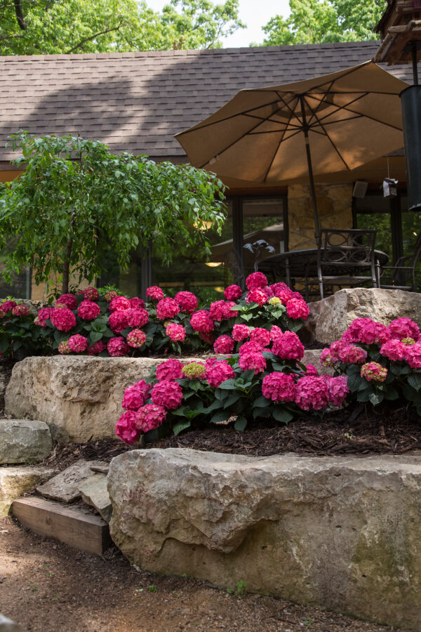 Hydrangea macrophylla Summer Crush® (ES) - Image 3