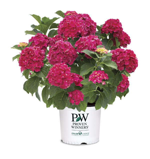 Hydrangea macrophylla Wee Bit Grumpy® (PW) - Image 5