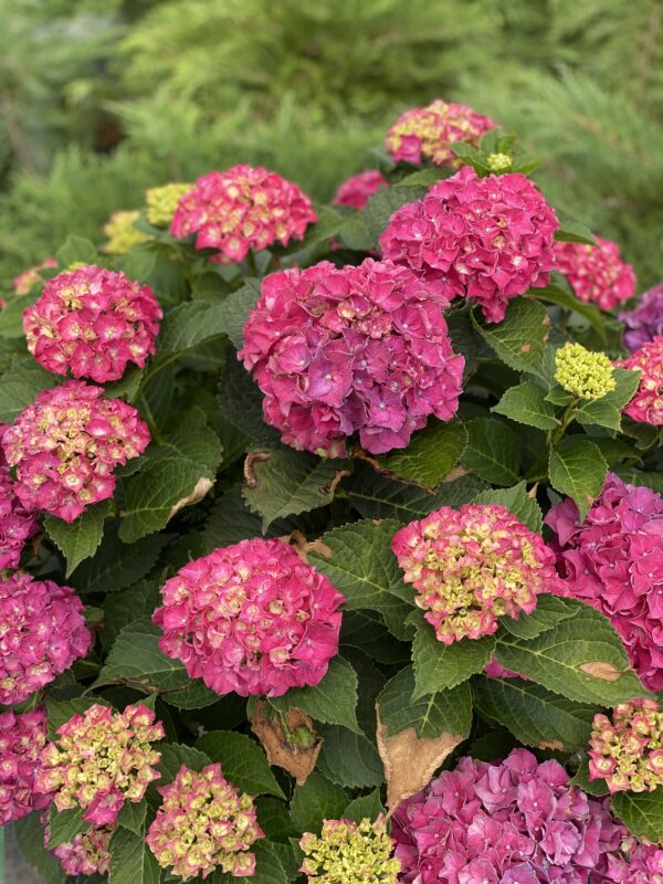 Hydrangea macrophylla Wee Bit Grumpy® (PW) - Image 3
