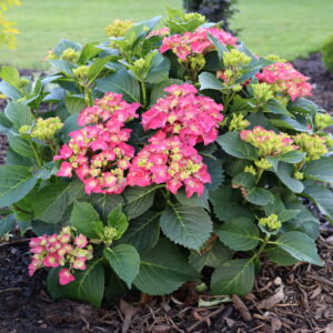 Hydrangea macrophylla Wee Bit Grumpy® (PW)