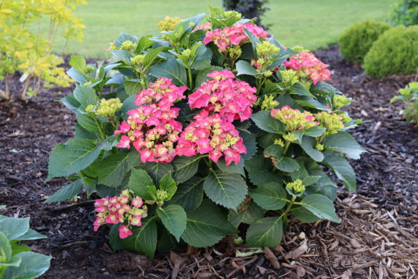 Hydrangea macrophylla Wee Bit Grumpy® (PW)