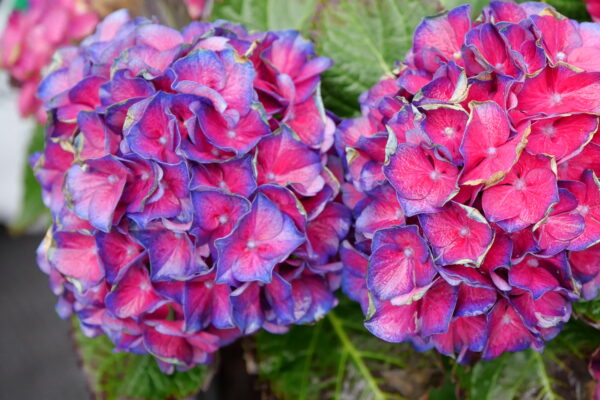 Hydrangea macrophylla Wee Bit Grumpy® (PW) - Image 4