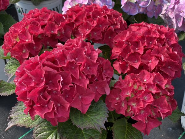 Hydrangea macrophylla Wee Bit Grumpy® (PW) - Image 2