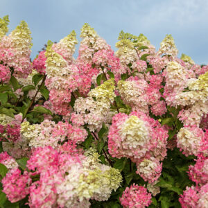 Hydrangea paniculata Berry White® (FE)