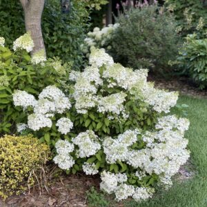 Hydrangea paniculata Bobo® (PW)