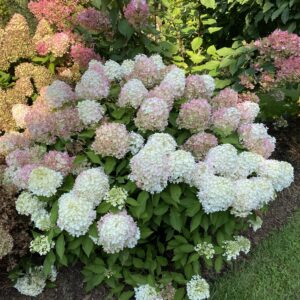 Hydrangea paniculata Fire Light Tidbit® (PW)
