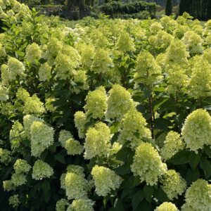 Hydrangea paniculata Limelight Prime® (PW)