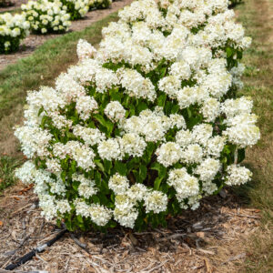 Hydrangea paniculata Little Hottie® (FE)