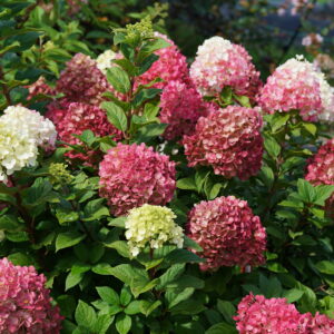 Hydrangea paniculata Little Lime Punch® (PW)