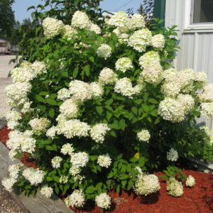 Hydrangea paniculata Little Lime® (PW)