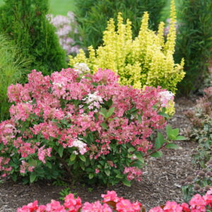 Hydrangea paniculata Little Quick Fire® (PW)