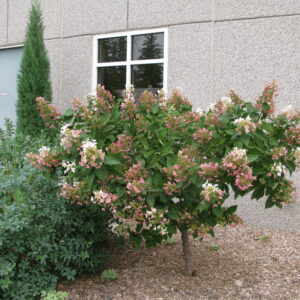 Hydrangea paniculata Pink Diamond (Tree-Form)