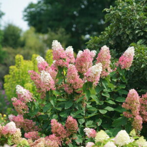 Hydrangea paniculata Pinky Winky Prime® (PW)