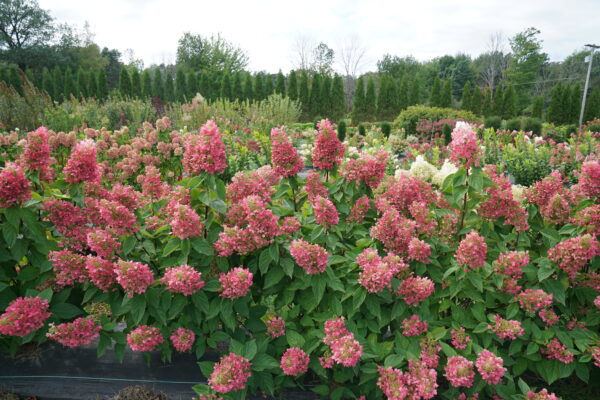 Hydrangea paniculata Pinky Winky Prime® (PW) - Image 3