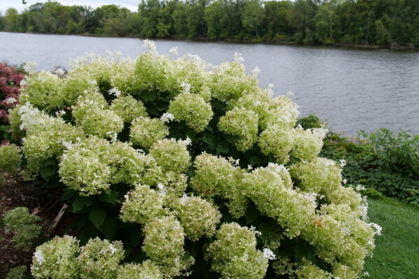 Hydrangea paniculata Puffer Fish® (PW) - Image 5