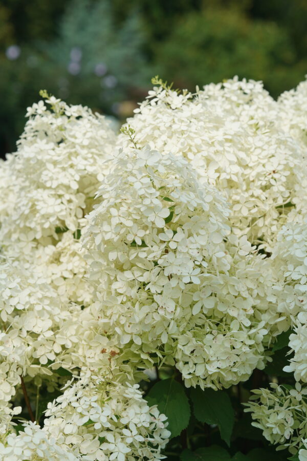 Hydrangea paniculata Puffer Fish® (PW) - Image 6
