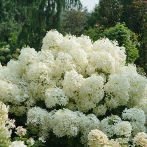 Hydrangea paniculata Puffer Fish® (PW)
