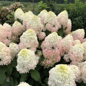 Hydrangea paniculata Quick Fire Fab® (PW)
