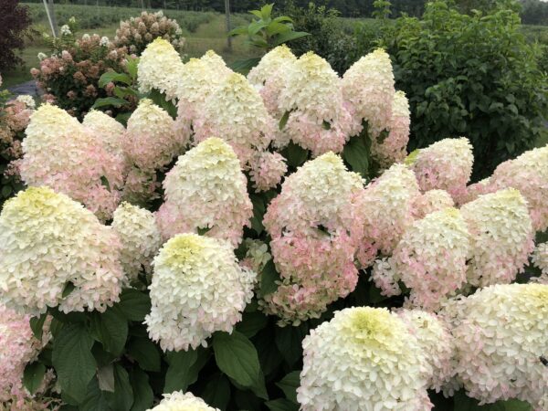 Hydrangea paniculata Quick Fire Fab® (PW)