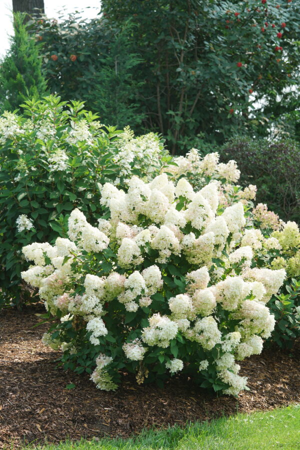 Hydrangea paniculata Quick Fire Fab® (PW) - Image 2