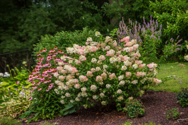 Hydrangea paniculata Strawberry Sundae® (FE) - Image 2