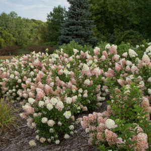 Hydrangea paniculata Strawberry Sundae® (FE)