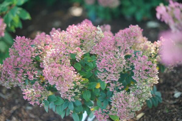 Hydrangea paniculata Tiny Quick Fire® (PW)