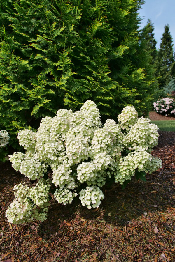 Hydrangea paniculata Tiny Quick Fire® (PW) - Image 2