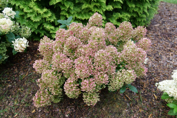 Hydrangea paniculata Tiny Quick Fire® (PW) - Image 4