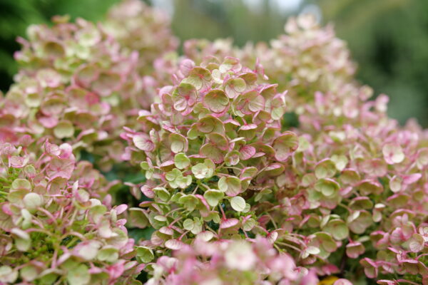 Hydrangea paniculata Tiny Quick Fire® (PW) - Image 5