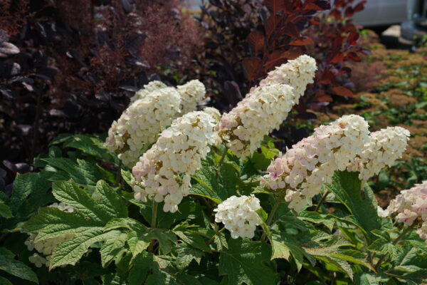 Hydrangea quercifolia Gatsby Gal® (PW) - Image 4