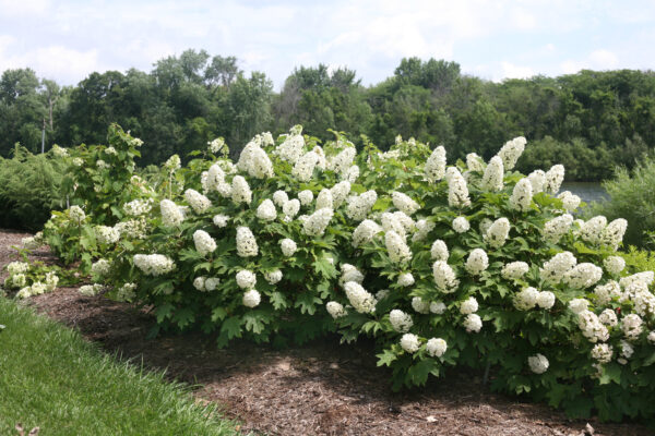 Hydrangea quercifolia Gatsby Gal® (PW) - Image 3