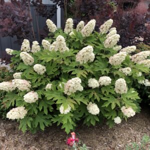 Hydrangea quercifolia Gatsby Gal® (PW)