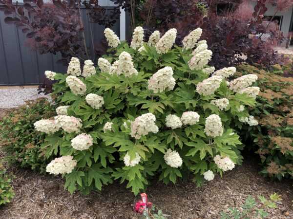 Hydrangea quercifolia Gatsby Gal® (PW)