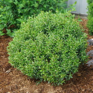 Ilex glabra Gem Box® (PW)