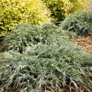 Juniperus scopulorum Burly Blue® (M)